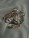 name-it-sweatshirt-aus-bio-baumwolle-mit-tiger-nmmthorne-shadow