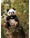 steiff-grosser-panda-pandi-40cm-sitzend-schwarz-weiss-teddies-for-tomorrow