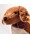 steiff-waldi-dackel-30cm-x1f43e